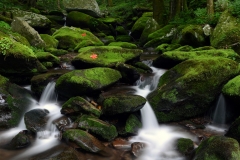 Forest-Stream-4U