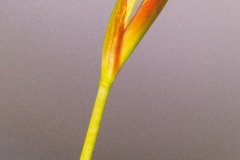 Open-Iris