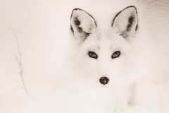 Silver-Fox