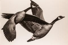 Together-We-Fly